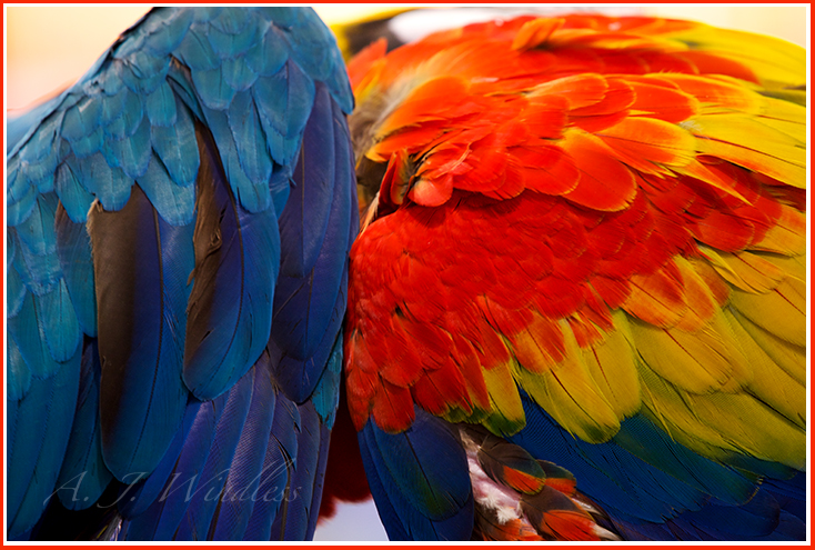 A close up of a parrots feathers provides a colorful abstract composition.