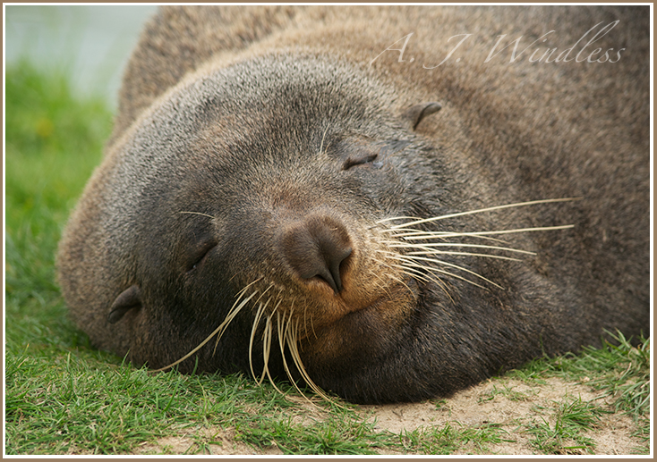 A seal falls fast asleep on the grass near a New Zealand pier.