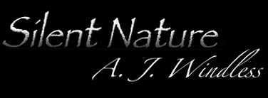 Banner for nature photograher and songwriter, A. J. Windless. See all of his inspiring work on this website. 
