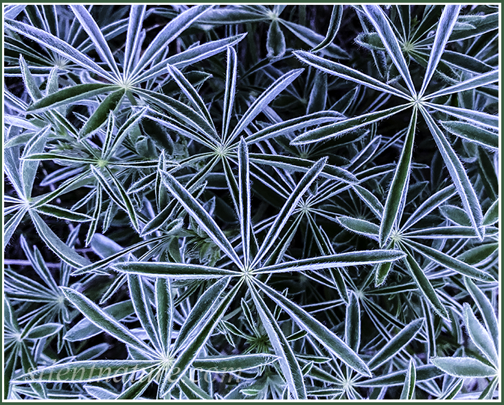The leaves of these flowers spread out in a stunning and intricate pattern.