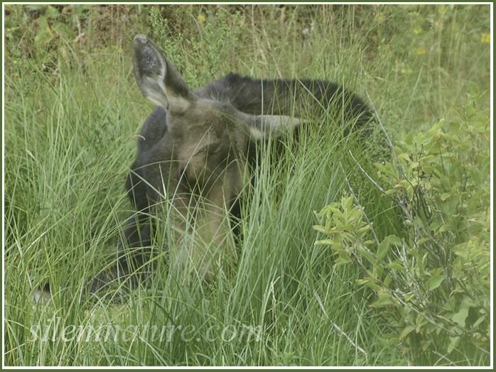 A moose is bedded down behind some tall grass as she appears exhausted and drifts off to another world.