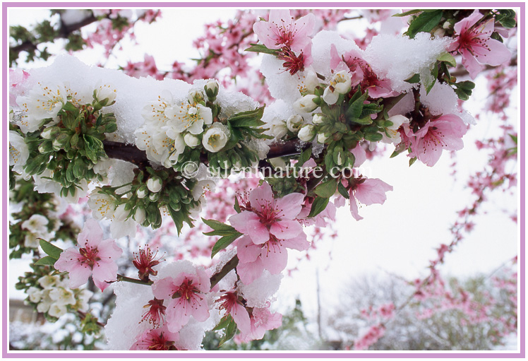 April snows fall upon the pink and white blossoms of apple and plum trees.