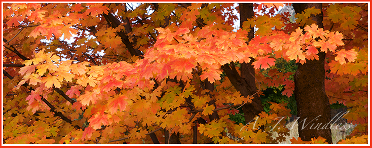 An array of autumn colors as this tree spreads it leaves from one side to the other.