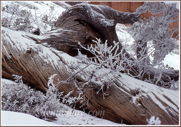 A fallen tree trunk shows of it's grain, highlighted by a recent snowfall and the plants around it.
