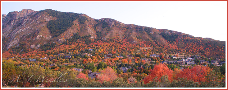 During the peak of fall colors, residential homes snuggle themselves among these Rocky Mountain maples.