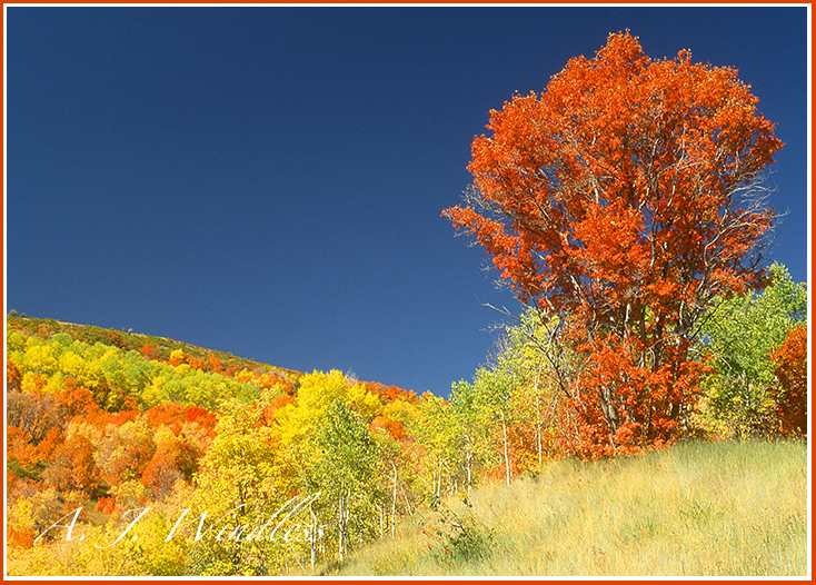 A bigtooth maple stand atop the hill amidst waves of fall colors.