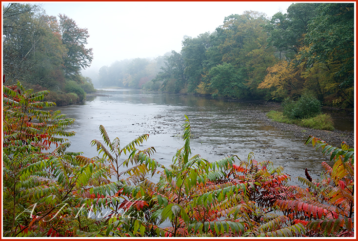 The river bank is red with the autumn leaves of the sumac trees while fog drifts through the forest.
