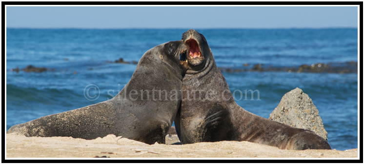 Two sea lions mouthing up to each other in a fight to sea who will be beach king.