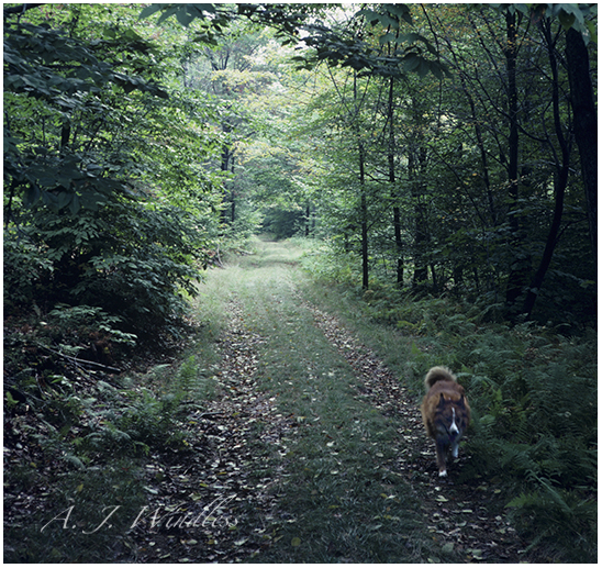 My collie mix, Bee Jay, walking along the gas pipeline that cuts through the Pennsylvania forest.