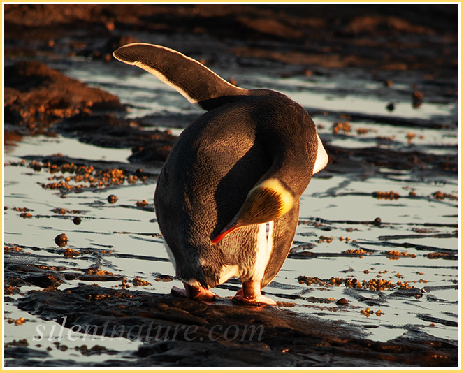 A New Zealand yellow-eyed penguin appears to be doing his morning calisthenics.