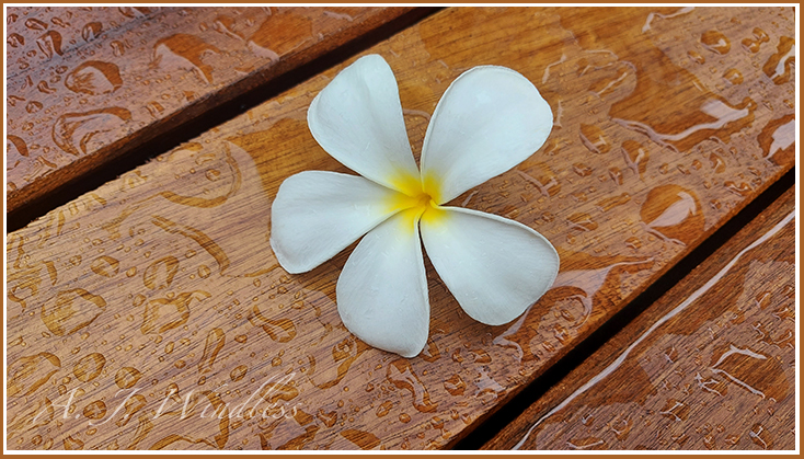 Surrounded by huge beads of water, a white blossoms fall upon a boardwalk that is in the process of being painted but yet unfinished.