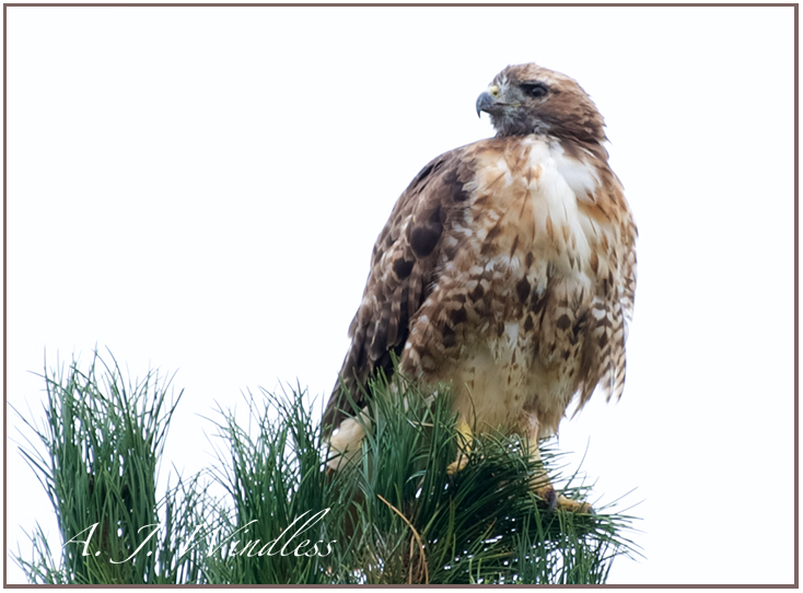Hawk atop a pine tree eagerly searching for his next meal.