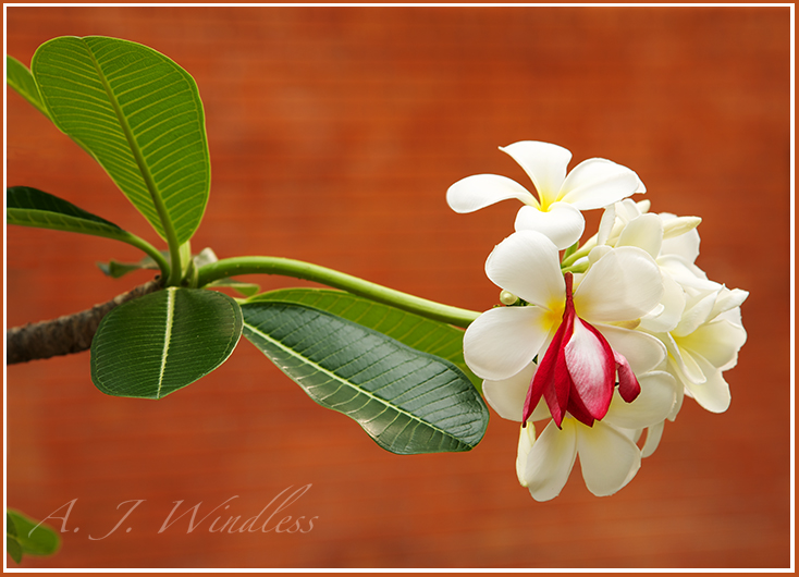 On their way to the surface of the water, the petals of a red frangipani are caught by the petals of a healthy white flower.