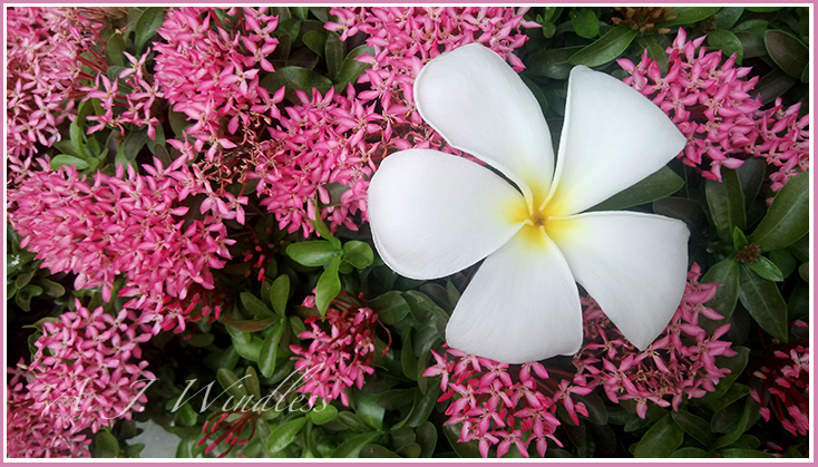 A white frangipani blossom rests with dramatic beauty atop smaller pink blossoms.