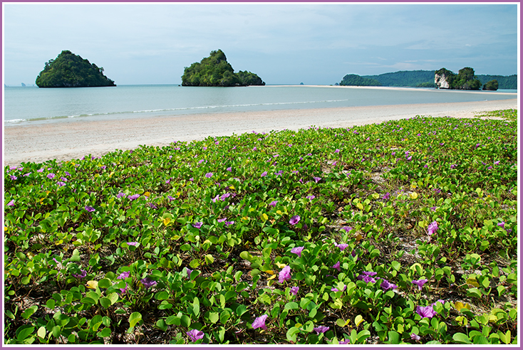 A serene stretch of beach covered with purple flowers.