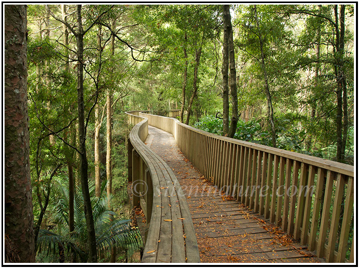 Elevated boardwalk through a New Zealand forest.