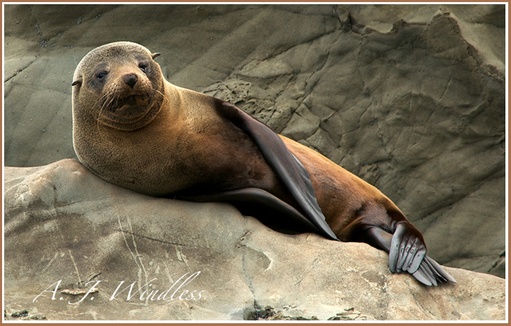 Look at the hilarious body language of this seal, as he looks like he owns the world but just doesn't give a hoot.