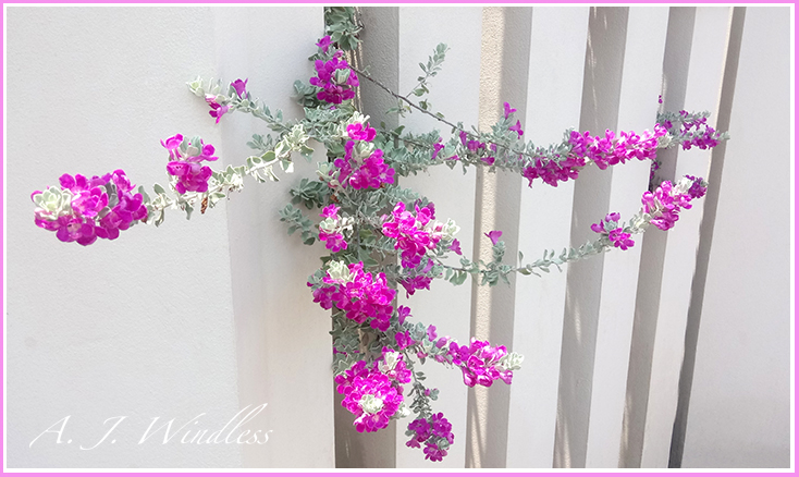 It seems that the wall around this property is unable to contain its flowers as some of them beautifully grow through the openings.