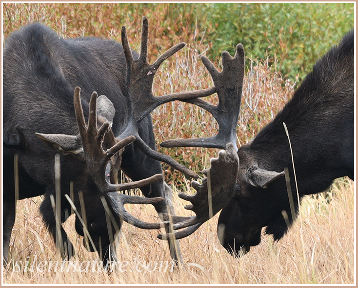 The Brighton Brothers Moose spar with each other, antlers clashing.