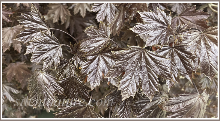 These leaves appear to be bronze leaflets created only by the best artist in the universe.