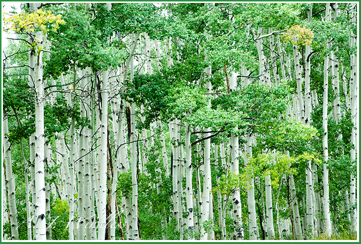 All these aspen trees stand together, their arms wrapped around each other.