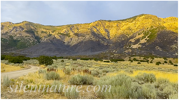 This photo clearly shows the burn area in the North Ogden wildfire.