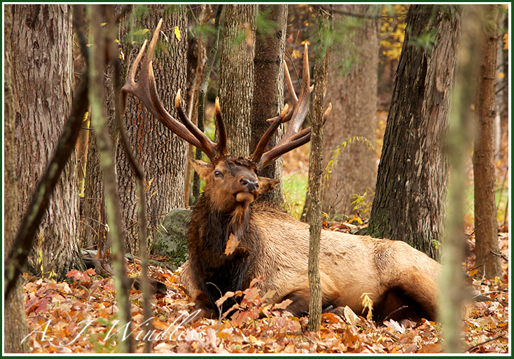 A bull elk makes lies down on a bed of autumn leaves while sniffing the air for the presence of danger.