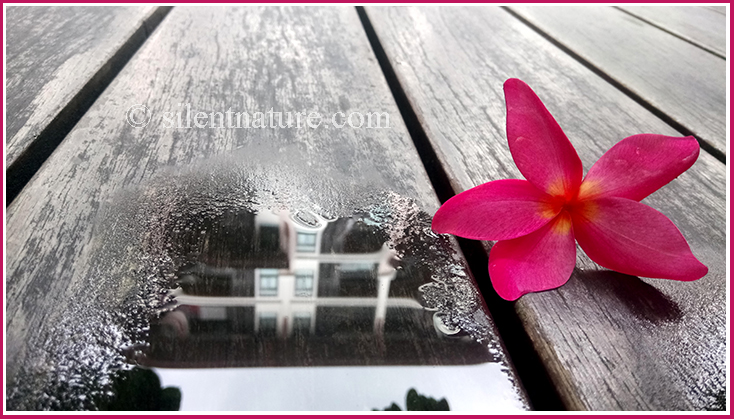 After a heavy rainstorm a red frangipani falls on the boardwalk next to a puddle of water that reflects the tall buildings.