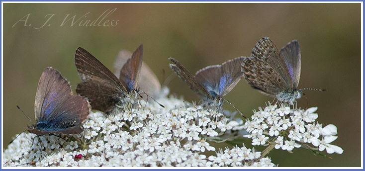 There is plenty to eat for these beautiful little moths who all seem to gather on the same big flower.