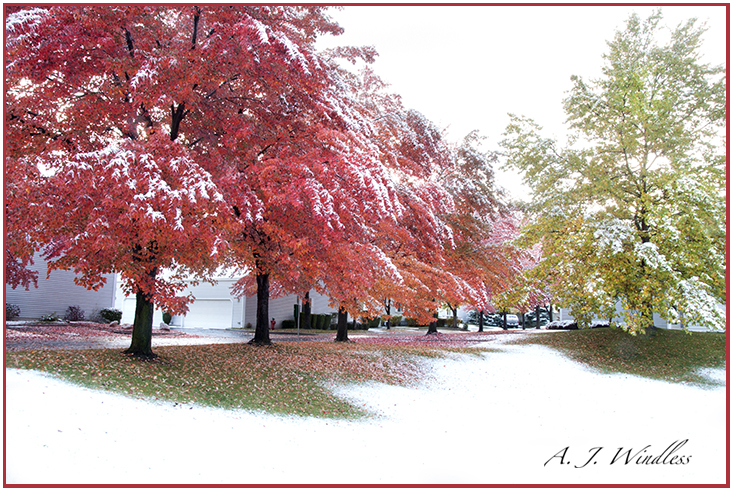An early snowstorm catches these maples still in their brightest fall colors.
