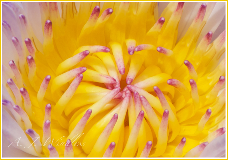 Gorgeous yellow and purple close-up of the center of a lotus flower.