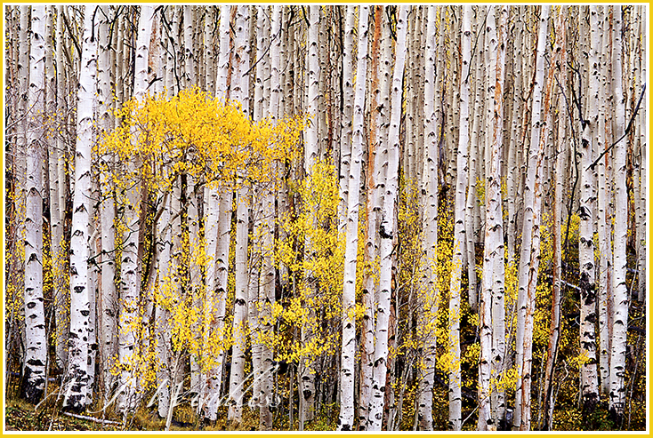 Little clouds of yellow leaves seem to float through this wall of aspen trunks.