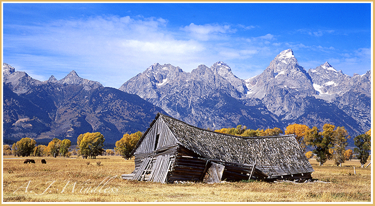 The collapse of an ancient barn seems to match the curves of the Teton Mountains in the background.