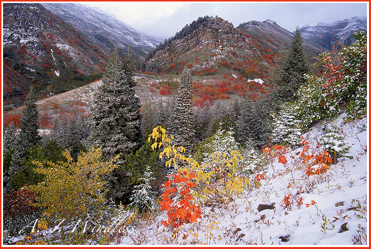 The autumn colors really stand out against the white snow on this mountainside.