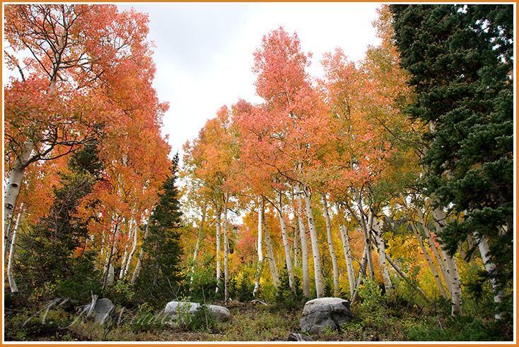 These aspen trees seem to invite us to enter among them and come under the care of their branches.