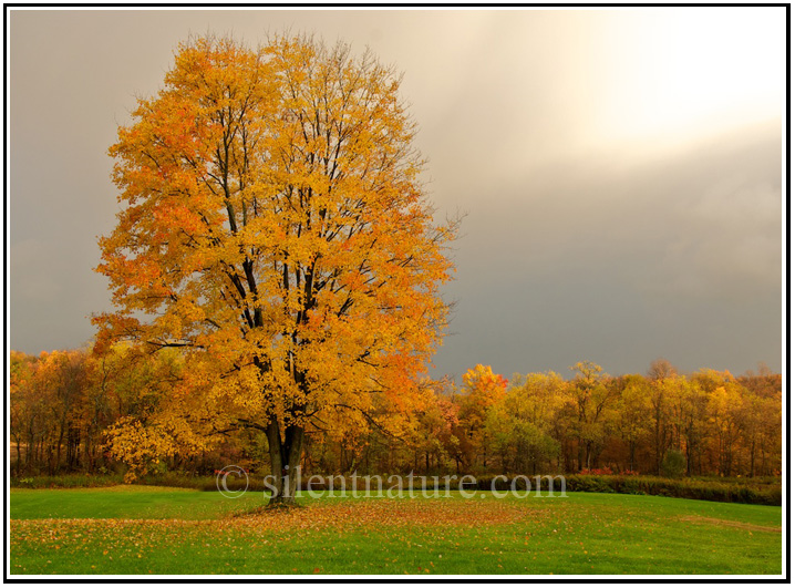 A maple full of fall yellow stands alone in green grass enhanced by magic lighting, her leaves collecting underneath.