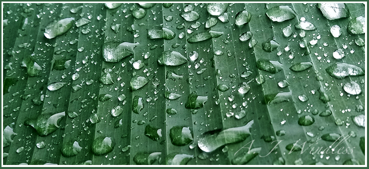 Big rain drops on this banana leaf look like little crystal balls.