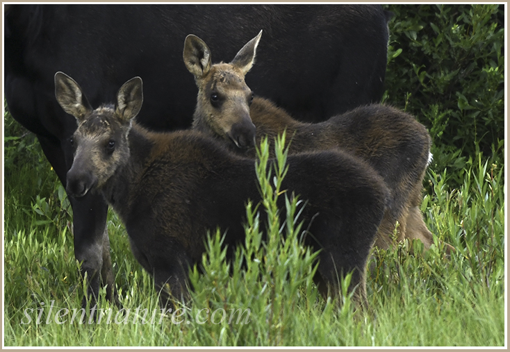 Twin moose calves look around curiously as their mother leads them.
