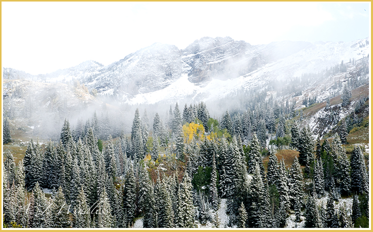 Amid a forest of snow covered firs we find a small stand of aspen showing off their fall yellows.