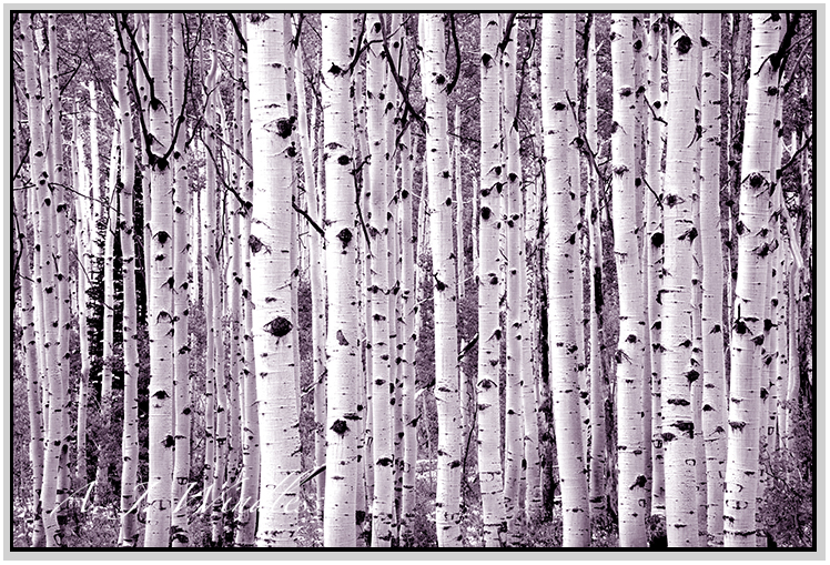 Black spots on these white aspen trunks remind one of the 100 Dalmatians.