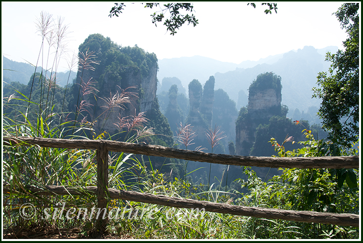 The Pillars of Zhangjaijier stand long and tall, while tall grasses dance in the wind.