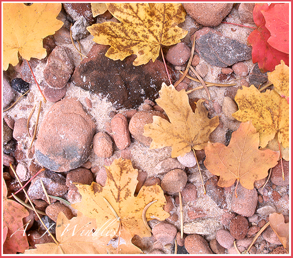 Autumn maple leaves fallen into a dry bed of sand and stone.