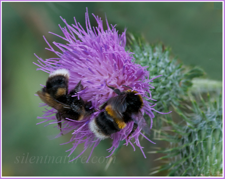 A pair of uniquely beautiful bees feed next to each other on this New Zeland flower.