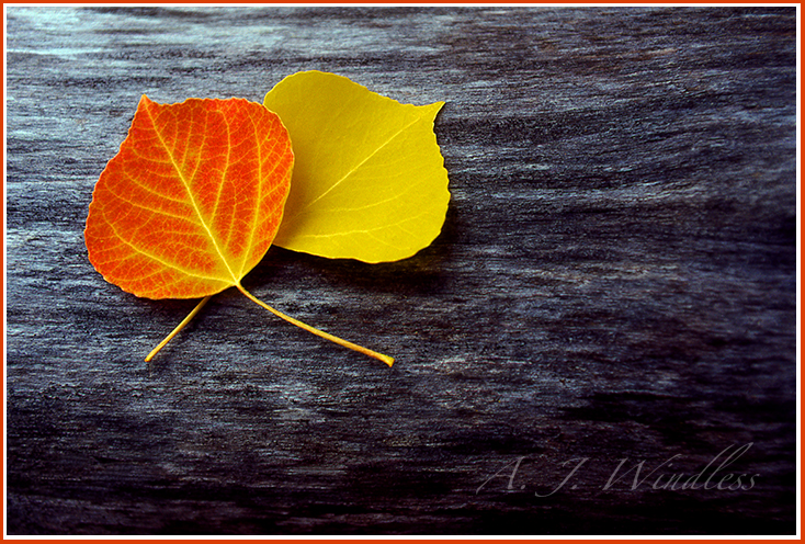 A pair of autumn aspen leaves rest together on a fallen tree trunk.