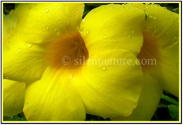 A pair of golden trumpets with droplets of rain.