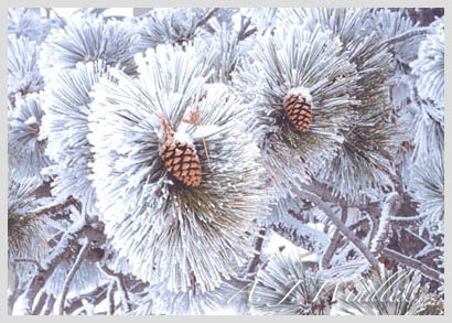 Double ponderosa pine cones amid spreading green needles covered with snow.
