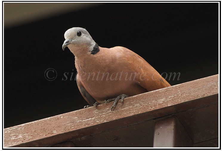 red collared dove