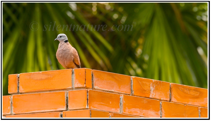 Fire Dove Atop a Brick Wall