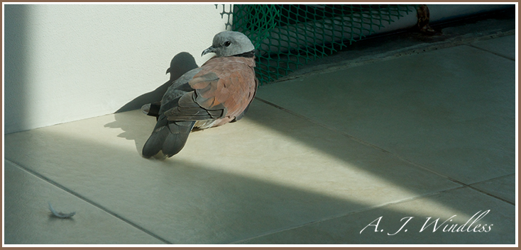 My endangered dove seeks out the health of the sunlight.