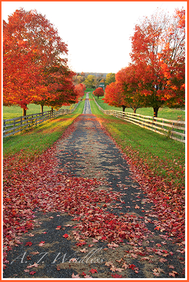 Maples dressed in dramatic fall red line this fenceline to the farmhouse.